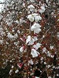 51MhZyJTblL. SL160  CHERRY FLOWERING SNOW FOUNTAIN / Smart Pot 5 gallon
