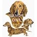 Dachshund (Red) Desk Set