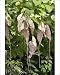 Photographic Prints of WAT-14431 Giant Pelican Flower / giant Dutchmans pipe from Ardea Wildlife Pets