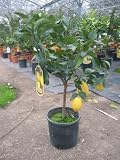 Lemon Citrus Tree