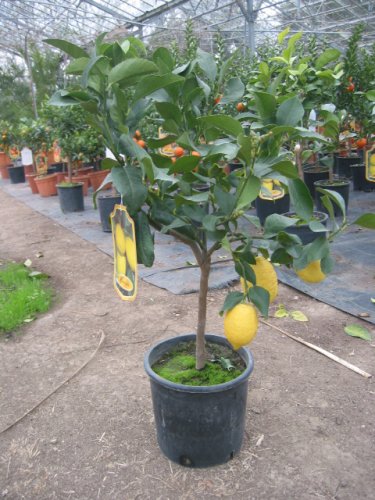 Lemon Citrus Tree