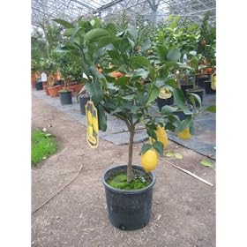 Lemon Citrus Tree