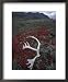 Antler Amid Alpine Bearberry, Brooks Range, Arctic National Wildlife Refuge, Alaska, USA Places Framed Art Poster Print by Hugh Rose, 18x22