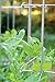 Gardener's Supply Company Tall Expandable Pea Trellis for Outdoor Plants | Sturdy Garden Trellis for Beans, Peas & Other Climbing Vegetables | 9'-3