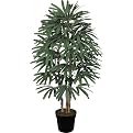 Raphis Faux Palm Tree- Green(60")