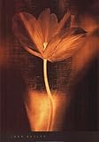 IMAGE OF Bronze Tulip I Finest LAMINATED Print John Butler 18x26