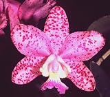 Cattleya Orchid Plants Too Big For Their Britches #5