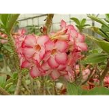 9GreenBox - Adenium Desert Rose Lady Pink Live Plant Bonsai