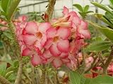 51MiMra3b4L. SL160  9GreenBox   Adenium Desert Rose Lady Pink Live Plant Bonsai