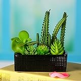 アイデアの盆栽 小さい盆栽 人工植物 光触媒加工 多肉盆栽の置物（人工観葉植物） (黒い盆（多肉+サボテン）)