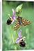 Canvas Prints of Glanville Fritillary Butterfly - Late spider-orchid (Ophrys holoser) from Ardea Wildlife Pets