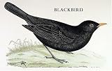 Fridge Magnets-7 x 4.5cm-Blackbird from Morris' British Birds 1891-Set of 2