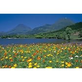 1500ピース ポピーと由布岳・鶴見岳(大分県別府市) 15-116