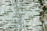 Compare Birch Tree Wall Mural Birch Texture 36W x 24H Peel and Stick Wall Decal by Wallmonkeys 51MinsgmAfL. SL160 Compare Birch Tree Wall Mural Birch Texture 36W x 24H Peel and Stick Wall Decal by Wallmonkeys