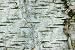 51MinsgmAfL. SL75 Compare Birch Tree Wall Mural Birch Texture 36W x 24H Peel and Stick Wall Decal by Wallmonkeys