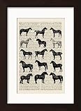 Horses Collection of Horse Breeds Mounted / Matted Dictionary Art Print