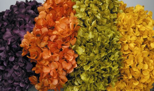Childrens Toyshop  Outdoor Living : Preserved Hydrangea Flower 4-5 inches Across, Package of 3 - Light Orange