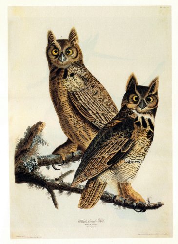 Audubon Great Horned Owl Bird Art Print - 8 in x 10 in Unmatted