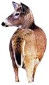 Montana Decoy® Whitetail Doe Decoy II