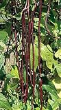 Yard Long Red Noodle Bean 25 Seeds - Sweet Flavor -Easy