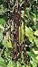 Yard Long Red Noodle Bean 25 Seeds - Sweet Flavor -Easy