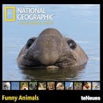 2013 Ng Funny Animals Mini Grid Calendar