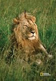 National Geographic by New Creative - Lion Large Impressions Flag