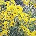MAXIMILIAN SUNFLOWER  50 Seeds - Helianthus Maximilian