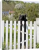 Canvas Prints of Dog - Belgian Sheepdog / Groenendael - Peering over gate from Ardea Wildlife Pets