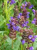 Eigenschaften Dachstauden  / Prunella grandiflora - Braunelle, 6 Pflanzen
