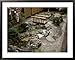 Japanese Garden, Medellin, Colombia Superstock Photography Collection Framed Art Post...