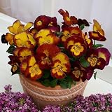 �p���W�[���F�X�~���F���[�v�����J3.5���|�b�g4���Z�b�g�mJFS��ܕi��n
