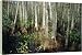 Bald Cypress Swamp in the Corkscrew Swamp Sanctuary near Naples - 20 Inch Canvas Print (51cm) by Robert Harding