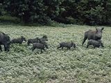 A Pair of Warthogs and Their Litter Forage in a Clearing Photographic Poster Print, 32x24