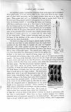Natural History 1894 Water-Cells Stomach Camel Bones