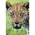 Jaguar (Face) Framed Art Poster Print