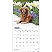 Golden Retrievers 2015 Wall Calendar