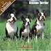 boston terrier - Boston Terrier 2008 Wall Calendar