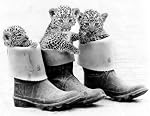 Leopards in boots poster