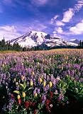 Wildflowers in Mt. Rainier National Park - 24