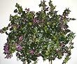Deluxe Danica Ivy Ledge Garden (red/green)