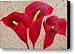 Calla Lily Majestic Red Canvas Print / Canvas Art - Artist Darlene Keeffe