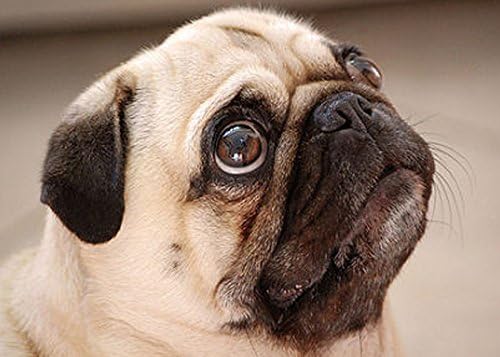 Grumpy Puppy Pug Dog Cute Funny Refrigerator Magnets Gift Decorative Kitchen Home Locker #D05