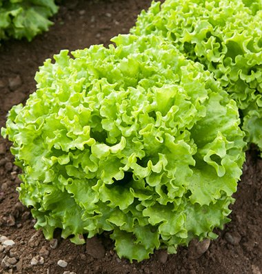 Lettuce Muir Summer Crisp Heat Tolerant D3881 (Green) 500 Organic Seeds by David's Garden Seeds