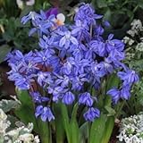 シラー球根　　スプリングビューティ　５球入