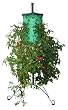 Felknor Ventures 81600 Tomato Tree