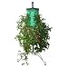 Felknor Ventures TT101101 Tomato Tree