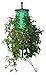 Felknor Ventures 81600 Tomato Tree