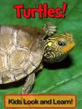Turtles! Learn About Turtles and Enjoy Colorful Pictures - Look and Learn! (50+ Photos of Turtles)