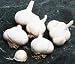Garlic Bulbs - Red Toch Soft Neck